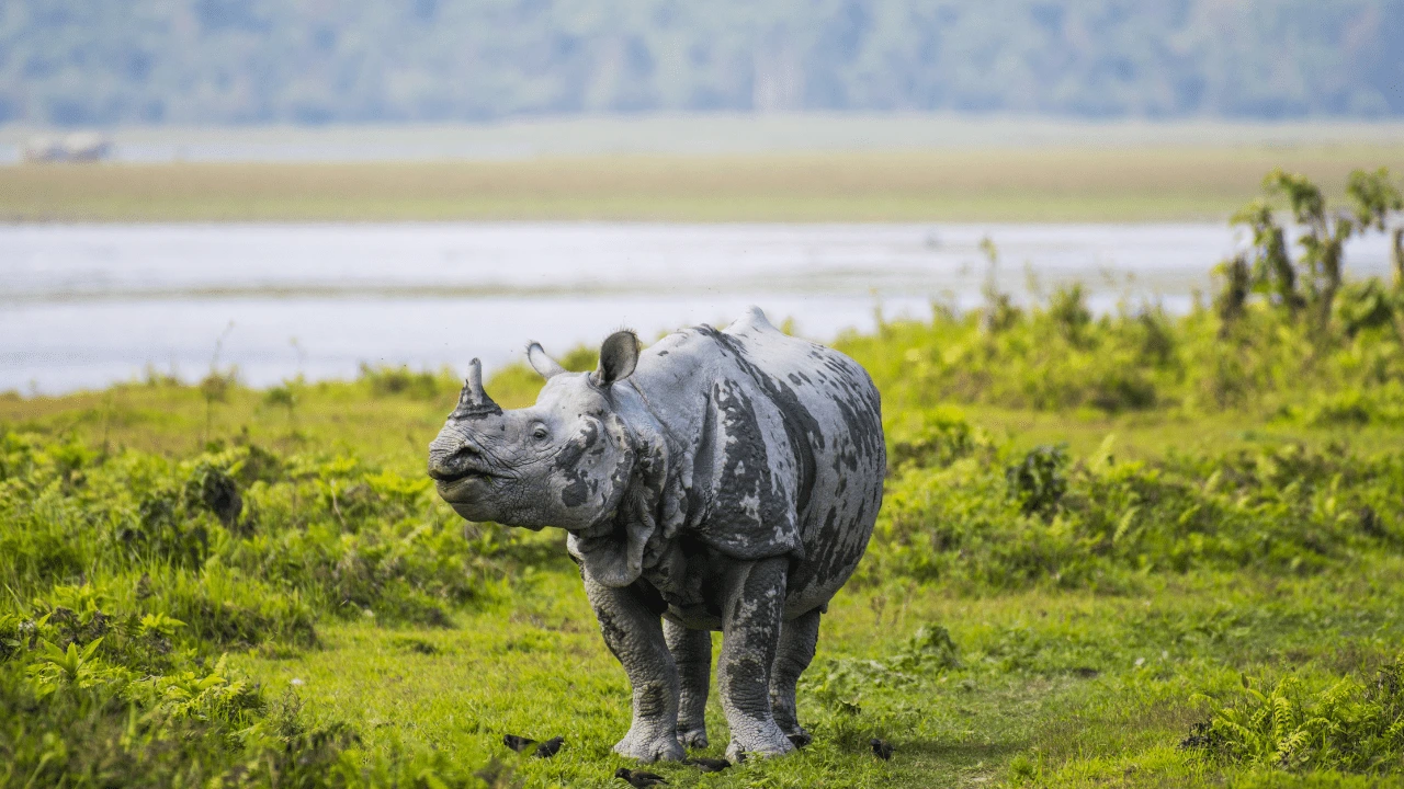 UNESCO World Heritage sites in India - Kaziranga National Park, Assam -1985