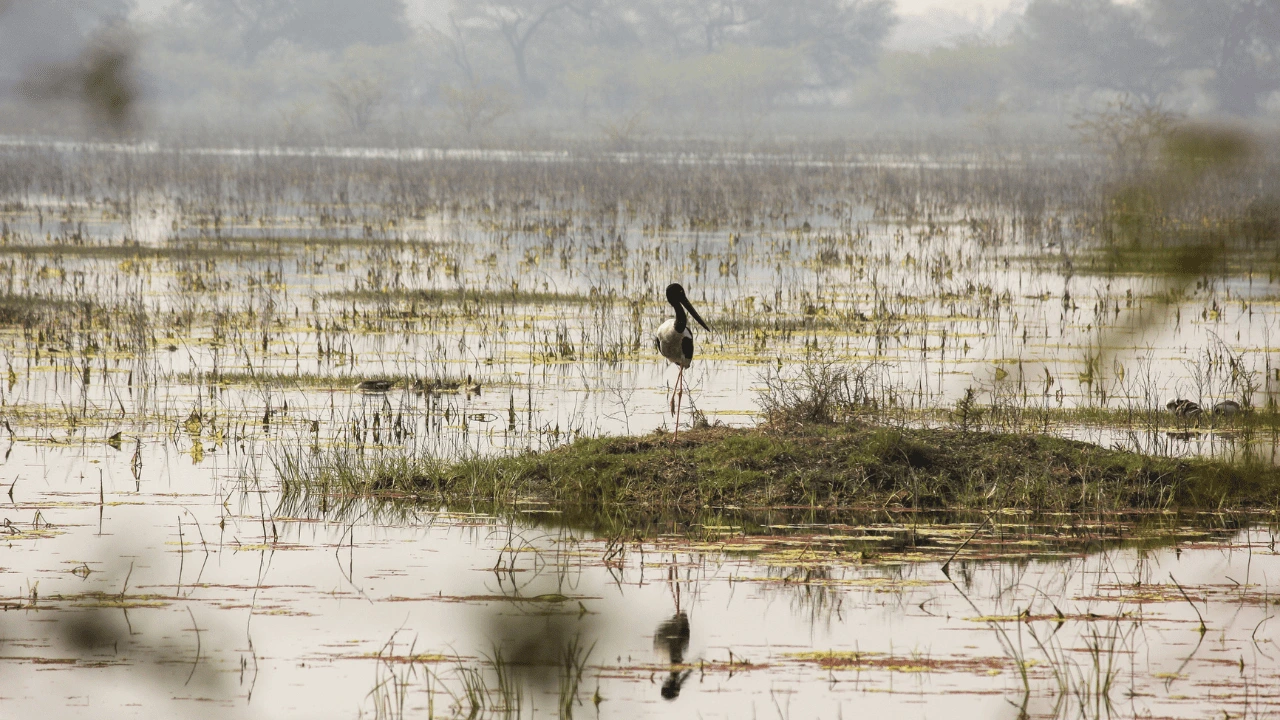 UNESCO World Heritage sites in India - Keoladeo National Park, Rajasthan - 1985